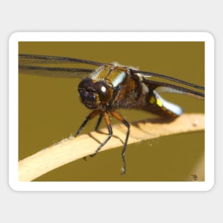 broad bodied chaser dragonfly Sticker